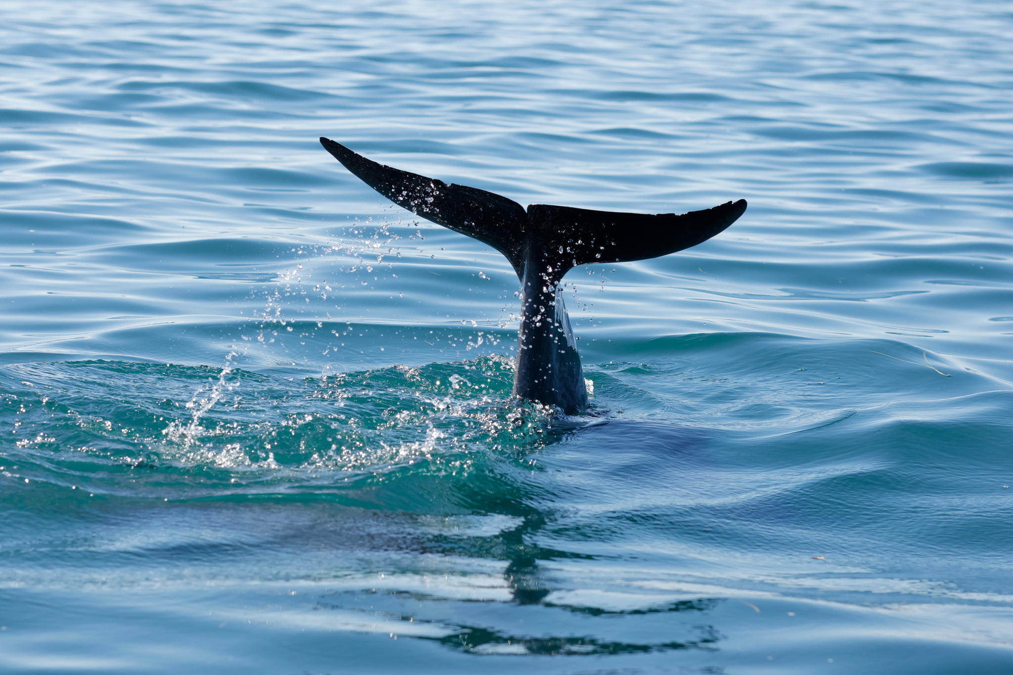 Ballenas y Salinera en Guerrero Negro