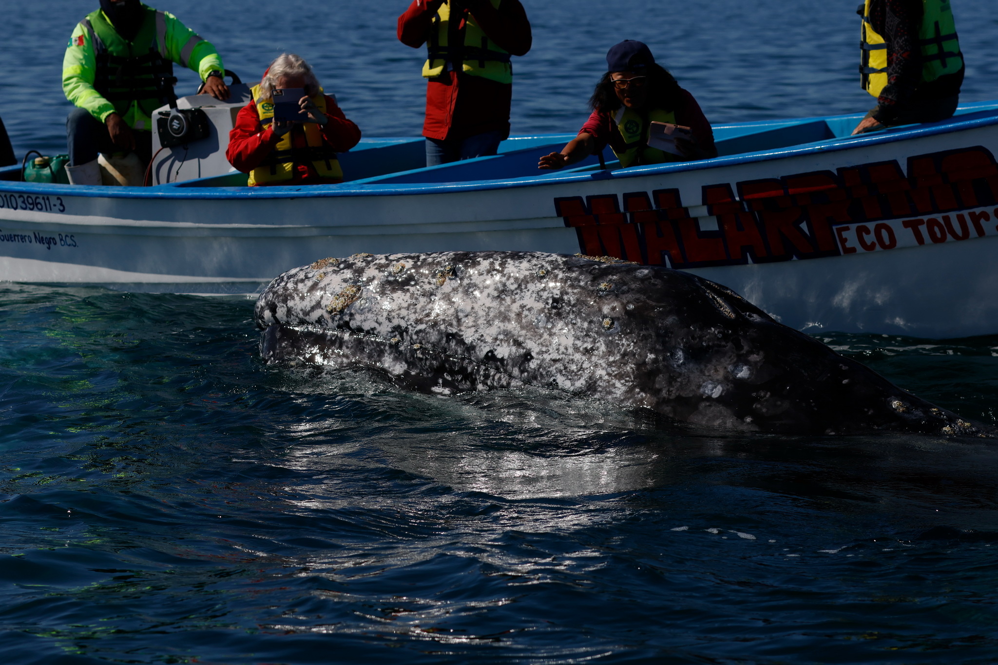 Ballenas y Salinera en Guerrero Negro