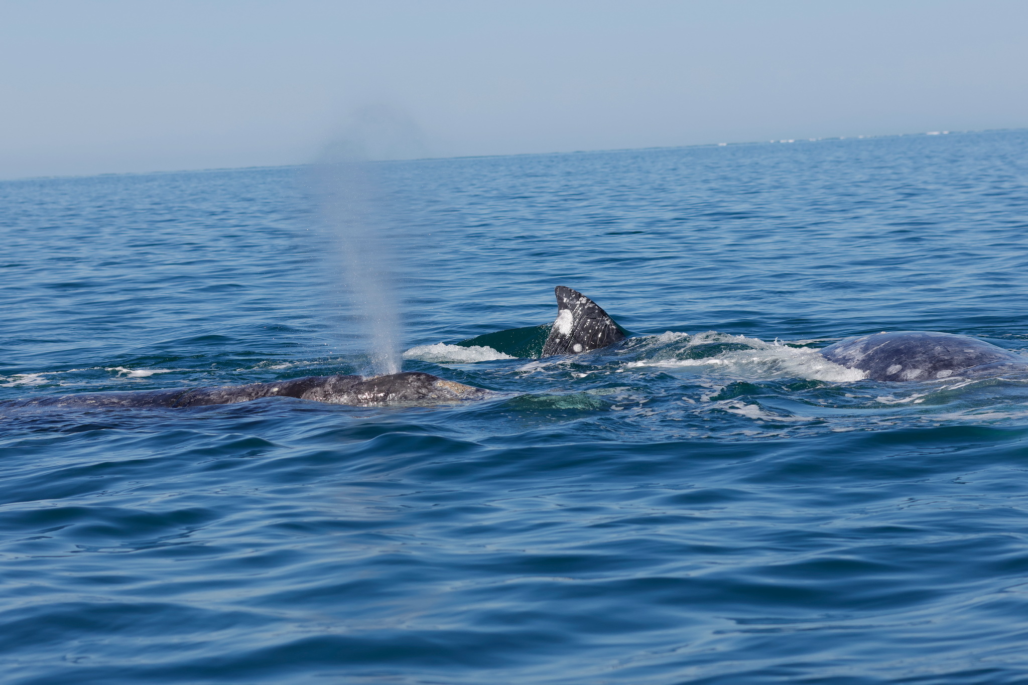 Ballenas y Salinera en Guerrero Negro