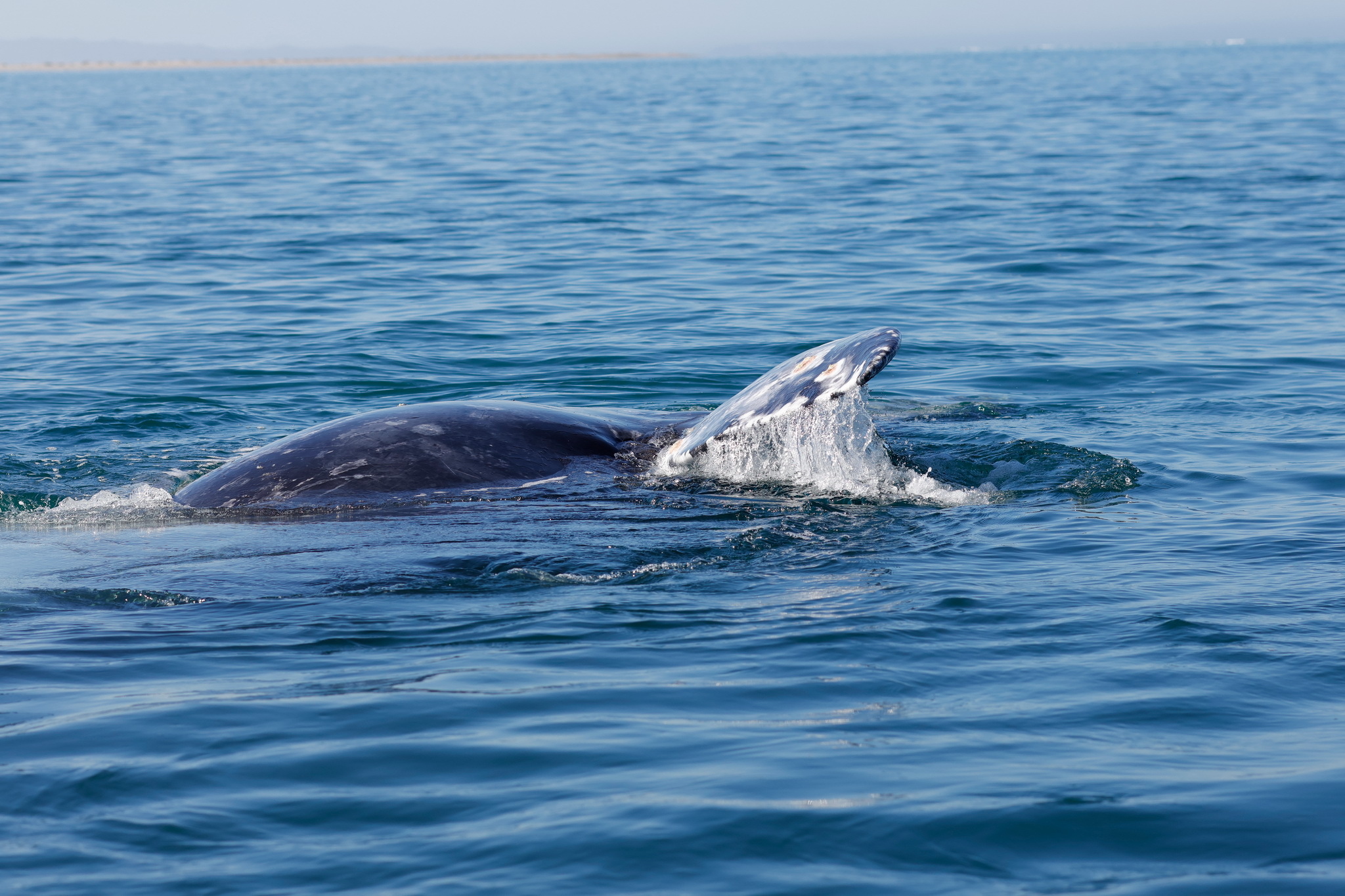 Ballenas y Salinera en Guerrero Negro
