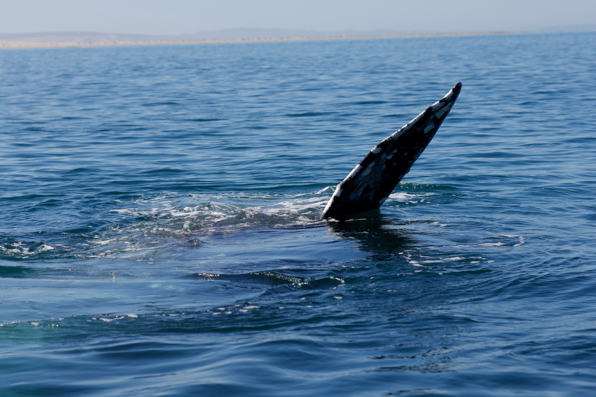 Ballenas y Salinera en Guerrero Negro