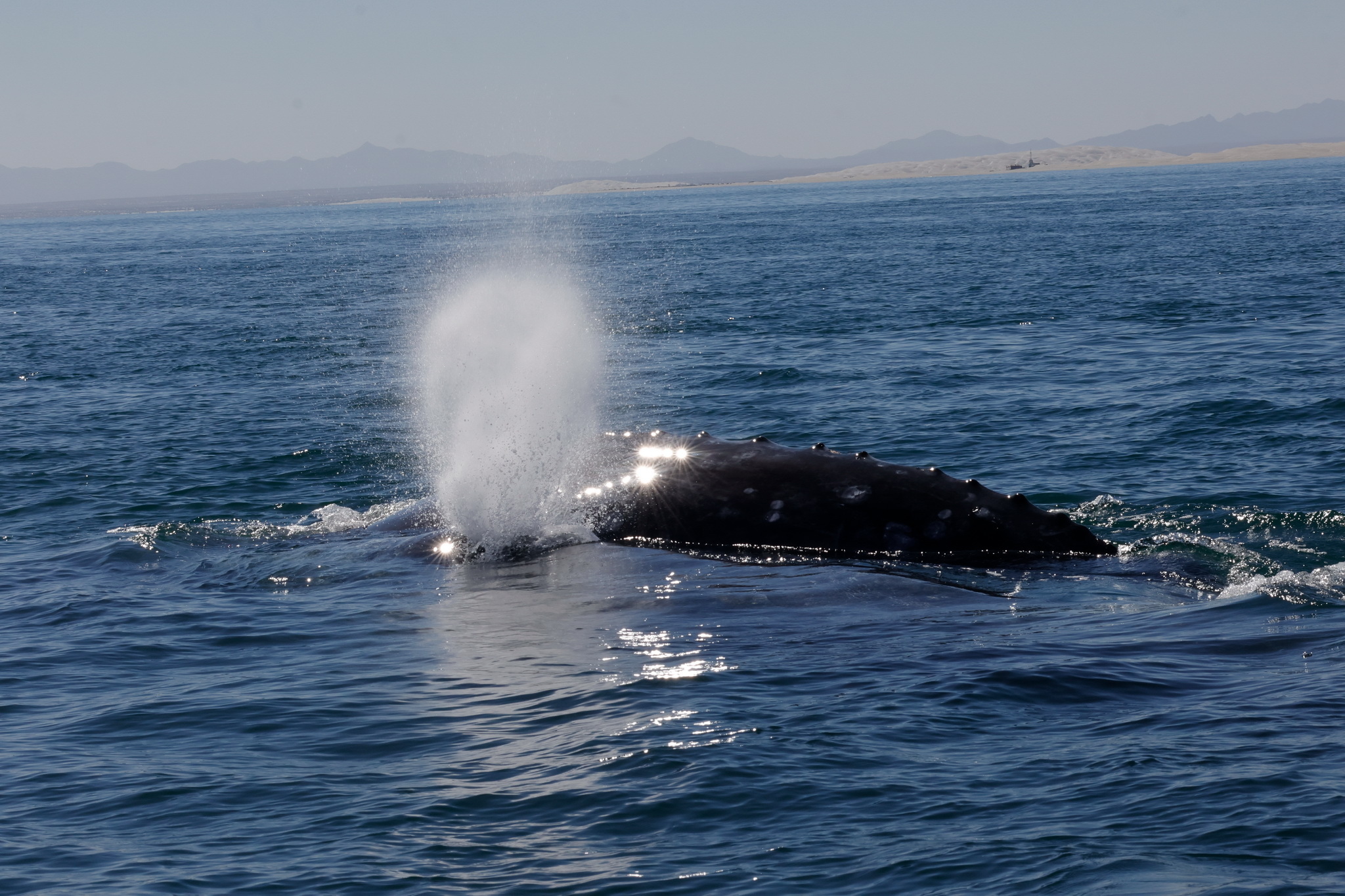 Ballenas y Salinera en Guerrero Negro