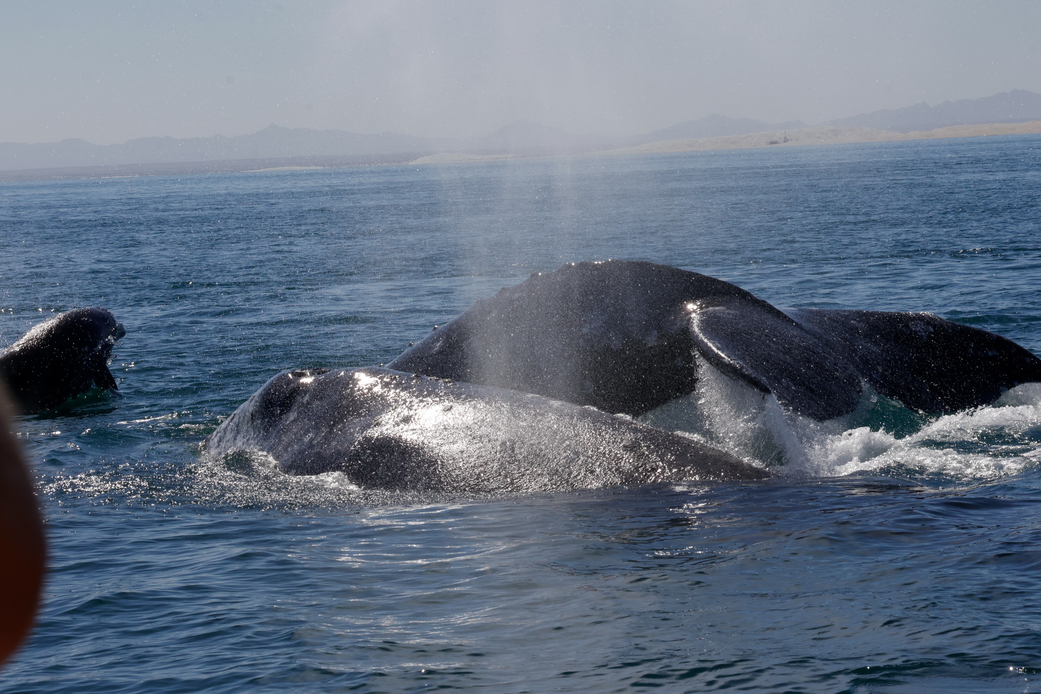 Ballenas y Salinera en Guerrero Negro