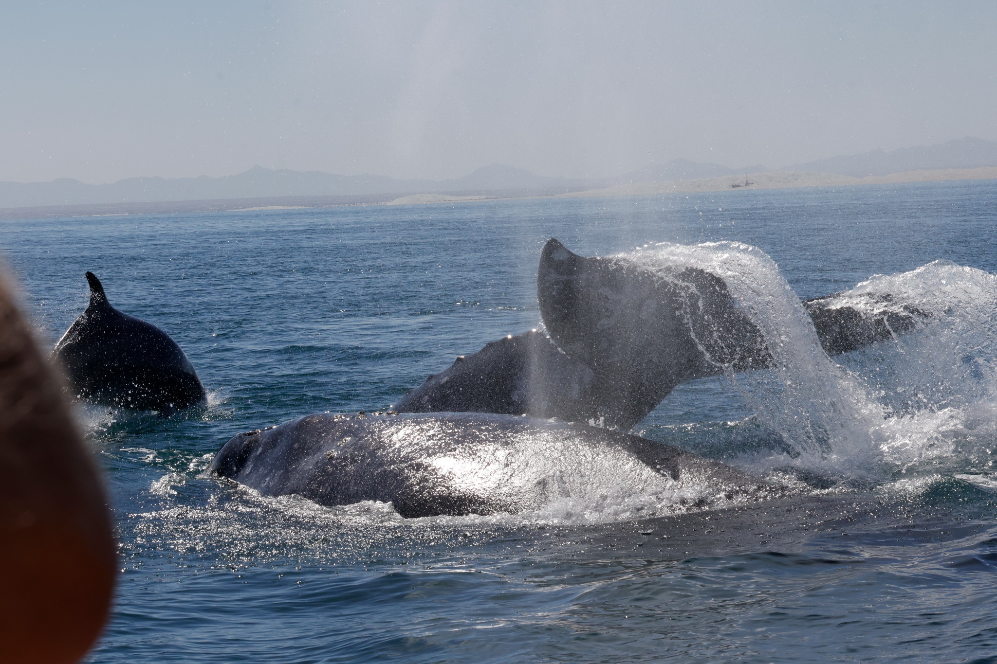 Ballenas y Salinera en Guerrero Negro