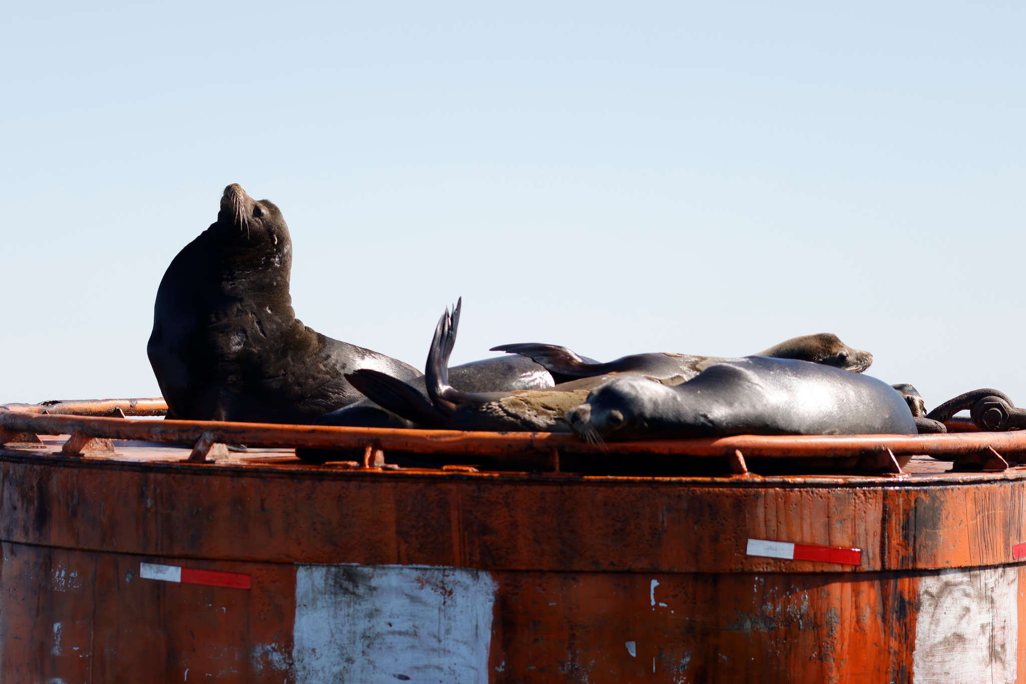Ballenas y Salinera en Guerrero Negro