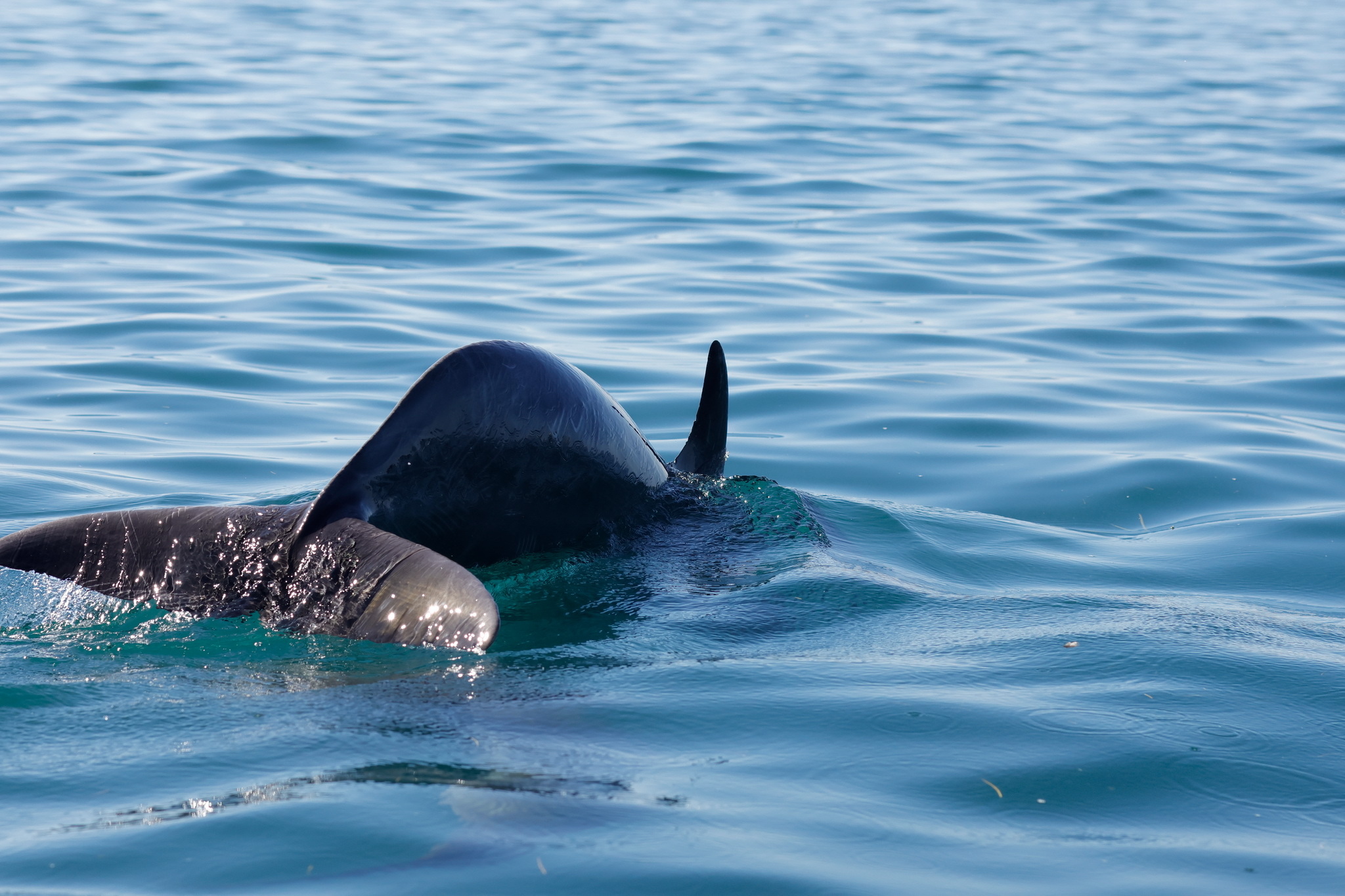 Ballenas y Salinera en Guerrero Negro