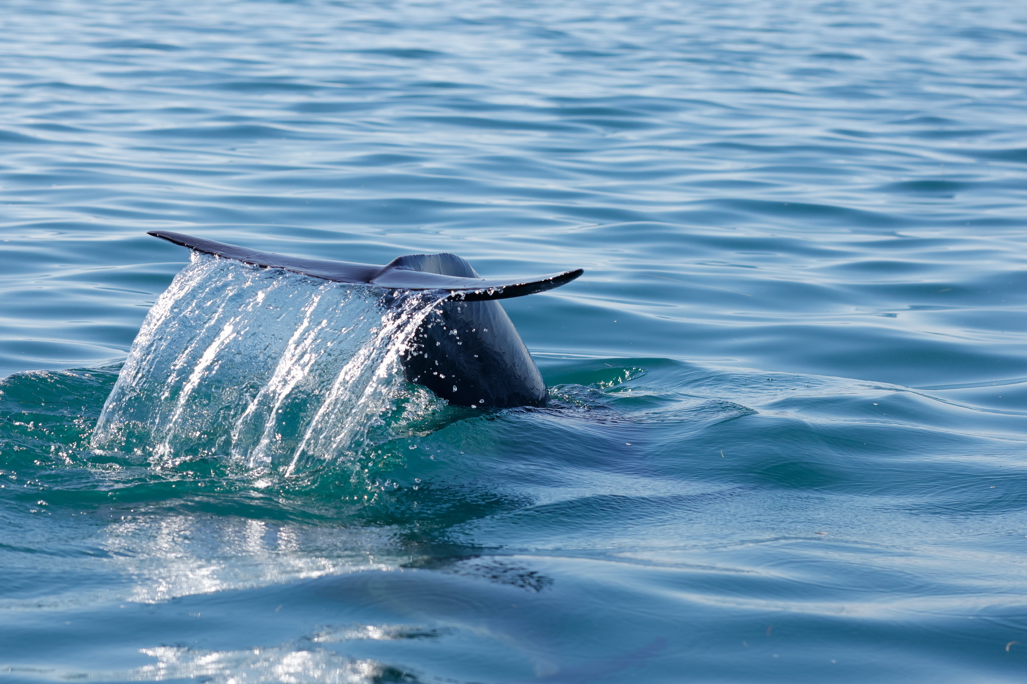 Ballenas y Salinera en Guerrero Negro